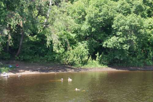 A serene river scene with ducks swimming and lush green trees lining the shore.