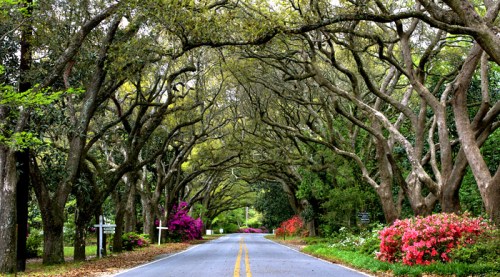 A serene road lined with trees and colorful flowers, creating a natural archway overhead.