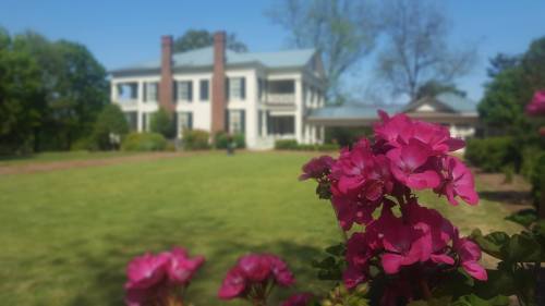 A historic white mansion with columns in the background, surrounded by green grass and vibrant pink flowers in the foreground.