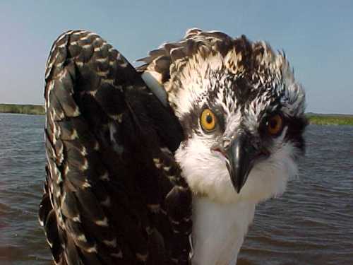 Close-up of a young osprey with striking yellow eyes and detailed feathers, set against a blue sky and water background.