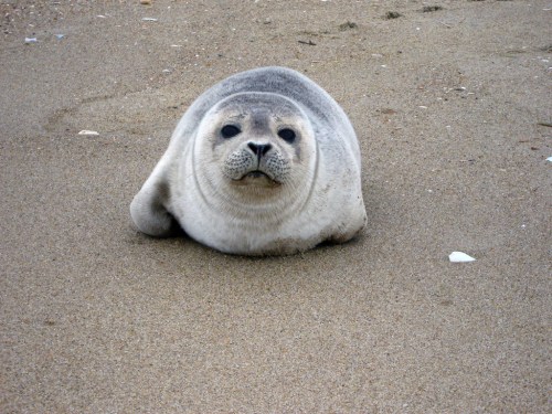 A gray seal resting on sandy beach, looking curiously at the camera with its round face and whiskered snout.