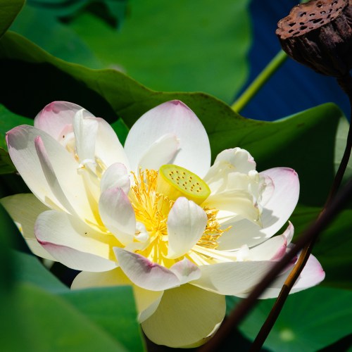 A close-up of a white lotus flower with pink edges, featuring a yellow center and green seed pod, surrounded by green leaves.