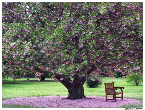 A large flowering tree with pink blossoms stands beside a wooden bench, surrounded by fallen petals on the grass.