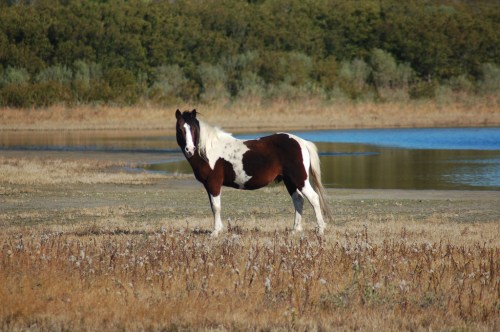 A brown and white horse stands in a grassy field near a calm body of water, surrounded by trees.
