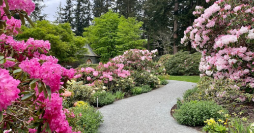 A winding gravel path through a vibrant garden filled with blooming pink flowers and lush greenery.