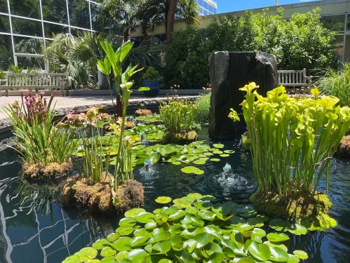 A serene garden pond with vibrant green plants, pitcher plants, and lily pads, surrounded by lush greenery and sunlight.