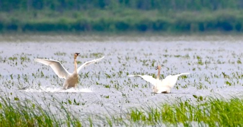 Two swans in a wetland, one flapping its wings while the other glides on the water among tall green grasses.