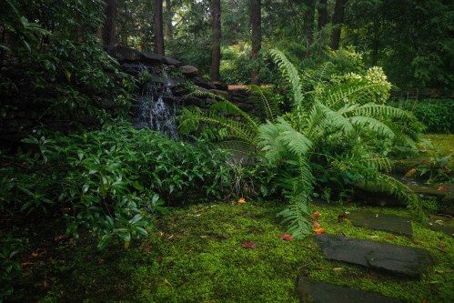 Lush green garden with a small waterfall, ferns, and moss-covered stones surrounded by dense foliage.