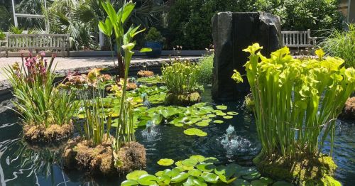 A serene pond with vibrant green plants, lily pads, and a stone fountain surrounded by lush greenery.