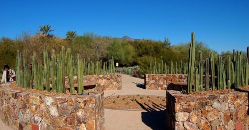 A desert garden featuring tall cacti surrounded by stone walls and clear blue skies.