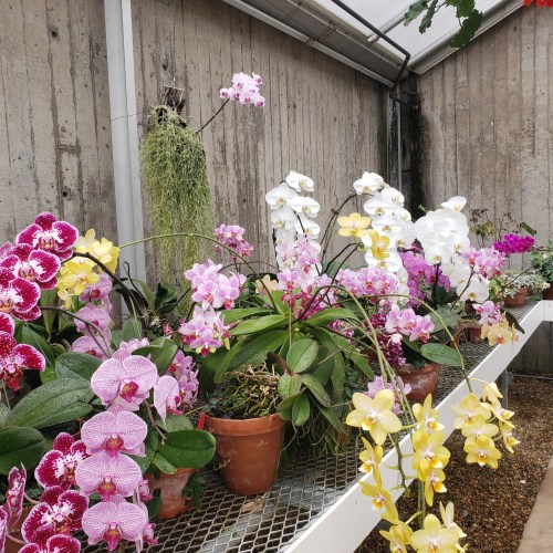 A variety of colorful orchids in pots displayed on a shelf in a greenhouse.