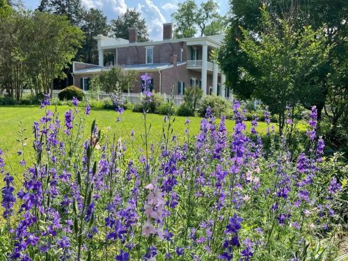 A historic house surrounded by vibrant purple and pink wildflowers under a sunny sky.