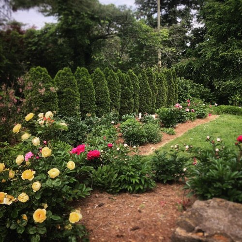 A lush garden path lined with vibrant flowers and tall green hedges, surrounded by trees and greenery.