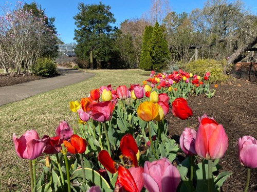 A vibrant row of colorful tulips blooms along a pathway in a sunny garden.