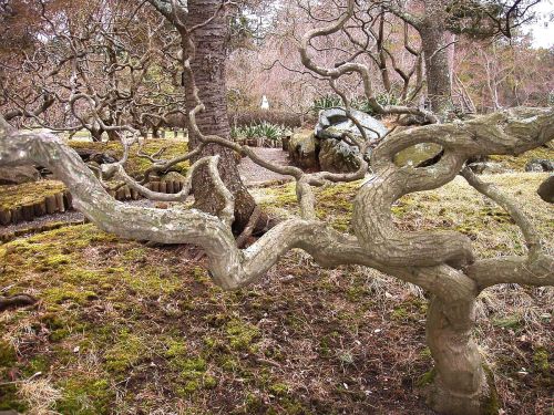 Twisted tree branches weave through a serene garden, surrounded by moss and greenery.