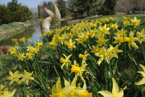 A field of bright yellow daffodils in front of a serene pond and a whimsical sculpture in the background.