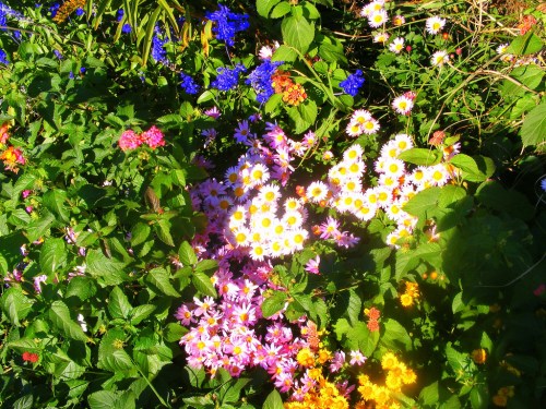 A vibrant garden filled with colorful flowers, including pink daisies, blue blooms, and lush green foliage.