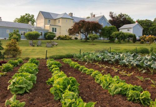 A lush garden with rows of lettuce and cabbage in the foreground, set against a charming house and green lawn.