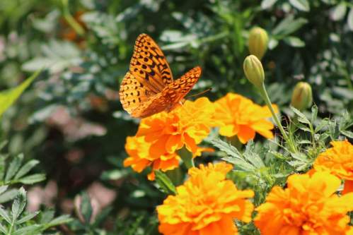 A vibrant orange butterfly perched on bright orange marigold flowers, surrounded by green foliage.