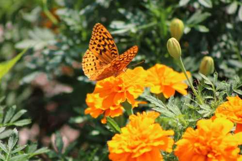 A vibrant orange butterfly perched on bright orange marigold flowers, surrounded by green foliage.