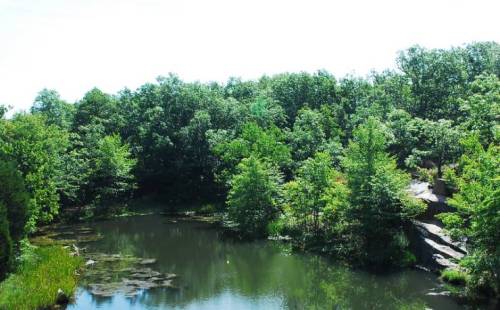 Lush green trees surround a calm pond, reflecting the clear blue sky and rocky shoreline.