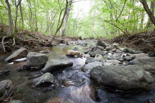 A serene stream flows through a wooded area, surrounded by rocks and lush green trees.