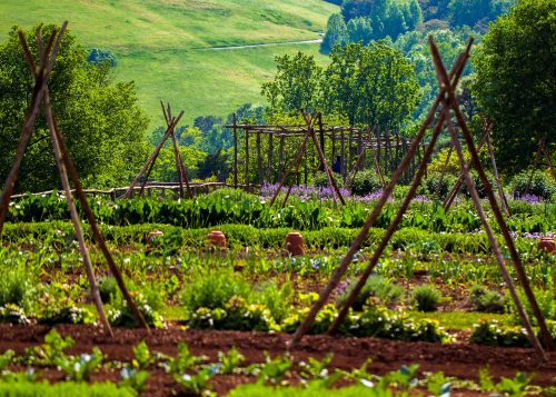 A vibrant garden with wooden trellises, lush greenery, and colorful flowers under a clear blue sky.