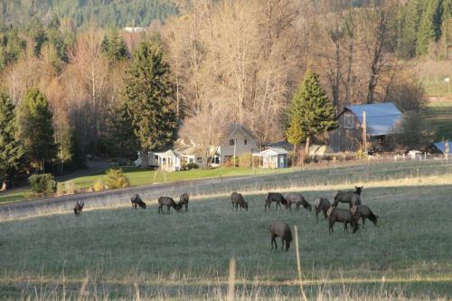 A herd of elk grazes in a grassy field near a small house and trees, with mountains in the background.