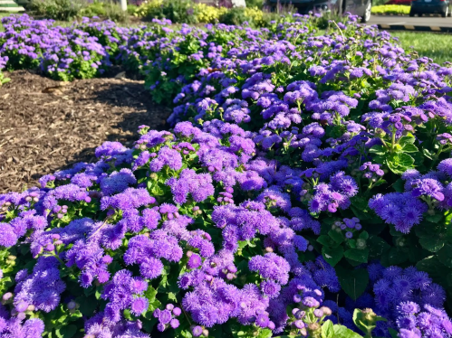 A vibrant patch of purple flowers blooming in a garden, surrounded by green foliage and mulch.