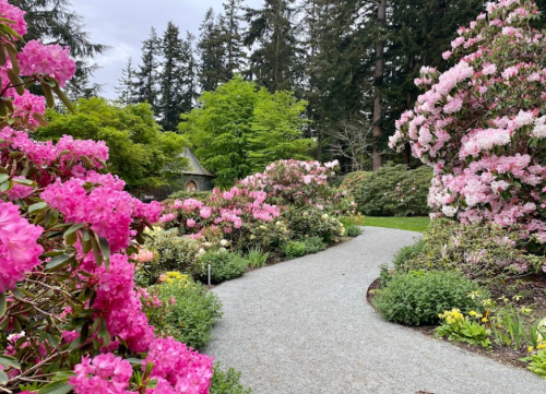 A winding gravel path through a vibrant garden filled with pink and white flowers, surrounded by lush green trees.