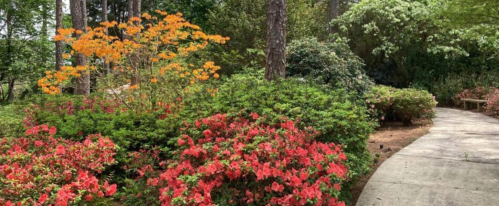 A vibrant garden path lined with blooming azaleas in shades of red and orange, surrounded by lush greenery.