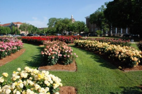 A vibrant rose garden with colorful blooms in various shades, set against a clear blue sky and green trees.