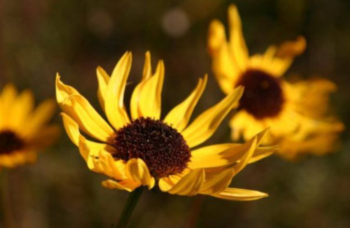 Close-up of vibrant yellow sunflowers with dark centers, set against a blurred background.