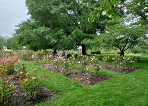 A lush garden with blooming rose bushes, surrounded by trees and a grassy area under a cloudy sky.
