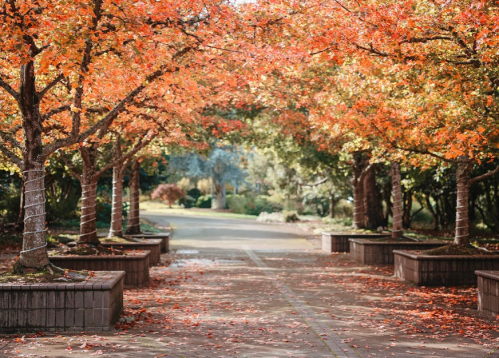 A serene pathway lined with trees displaying vibrant autumn leaves in shades of orange and red.
