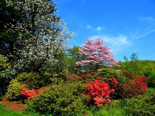A vibrant garden with blooming trees and colorful flowers under a clear blue sky.