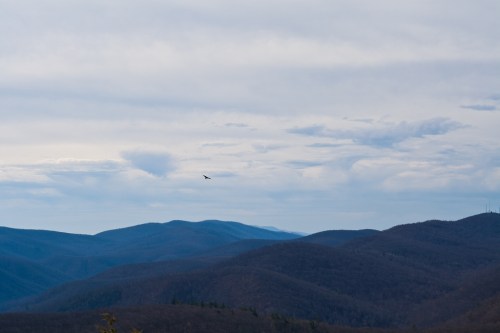A panoramic view of rolling blue mountains under a cloudy sky, with a bird flying in the distance.