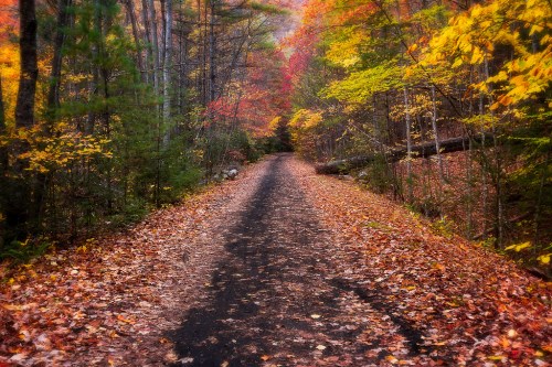 A winding path through a vibrant autumn forest, lined with colorful leaves and trees.