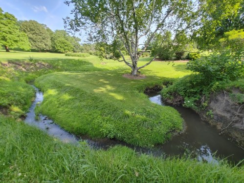 A serene landscape featuring a grassy area with a tree beside a small stream in a lush green park.