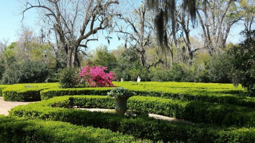 A lush garden with neatly trimmed hedges, vibrant pink flowers, and trees draped in Spanish moss under a clear blue sky.