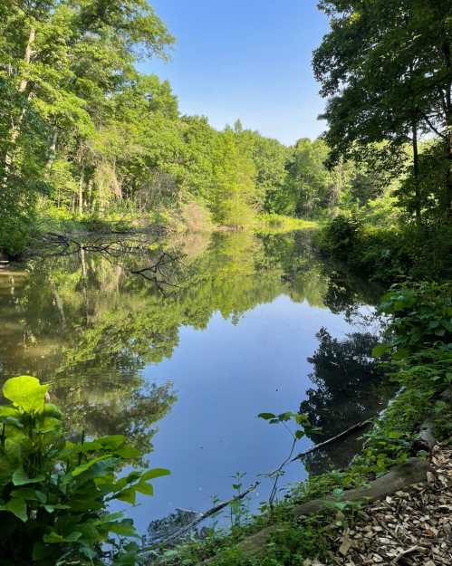 A serene pond surrounded by lush greenery and trees, reflecting the clear blue sky above.