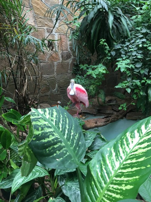 A pink roseate spoonbill stands among lush green foliage in a tropical setting.