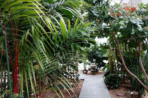 Lush indoor garden with various tropical plants and a pathway leading through greenery.