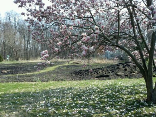 A blooming magnolia tree with pink flowers stands beside a grassy area, scattered with fallen petals.