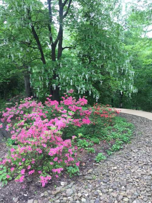 A lush garden path lined with vibrant pink flowers and a tree with cascading white blooms in a green setting.