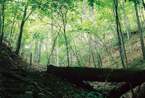 A serene forest scene with lush green trees and a fallen log across a path, dappled sunlight filtering through the leaves.