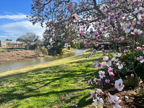 A serene landscape featuring a blooming magnolia tree by a calm pond, with blue skies and green grass.