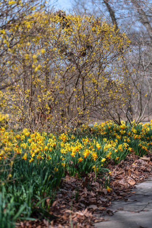 A vibrant scene of yellow flowers blooming among green leaves, with a backdrop of bare trees and blue sky.