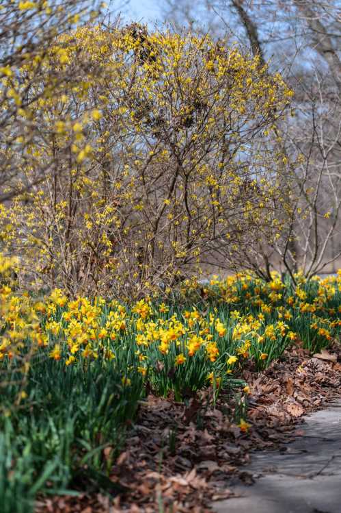 A vibrant scene of yellow flowers blooming among green leaves, with a backdrop of bare trees and blue sky.