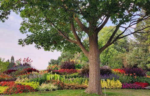 A large tree stands amidst a vibrant flower garden filled with colorful blooms and lush greenery.